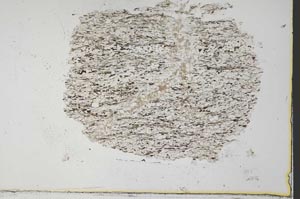 Plane Polarized, S34113