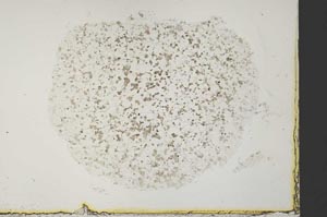 Plane Polarized, S34141