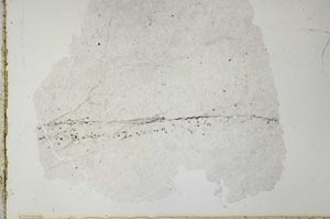 Plane Polarized, S34142