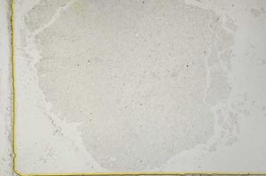 Plane Polarized, S34143