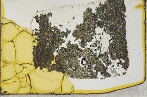 Plane Polarized, S34145