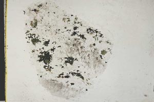 Plane Polarized, S34146