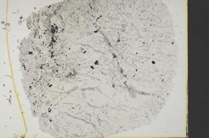 Plane Polarized, S34159