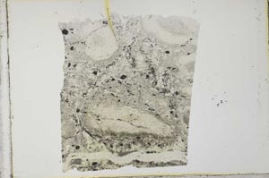 Plane Polarized, S34162