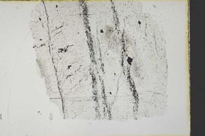 Plane Polarized, S34170