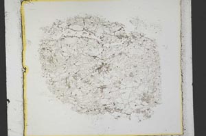 Plane Polarized, S34194