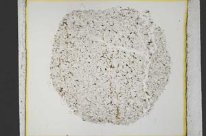 Plane Polarized, S34202