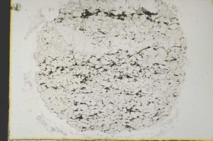 Plane Polarized, S34215