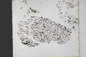 Plane Polarized, S34225