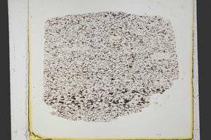 Plane Polarized, S34229
