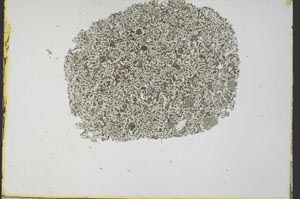 Plane Polarized, S34291