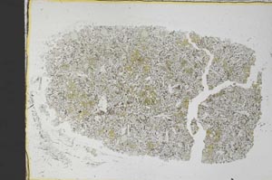 Plane Polarized, S34296