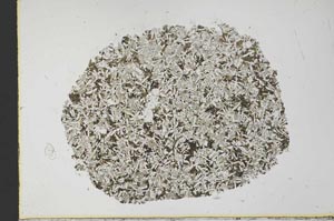 Plane Polarized, S34309