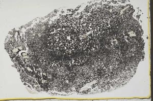 Plane Polarized, S34392