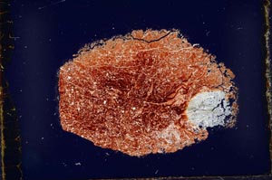 Cross Polarized, S34395