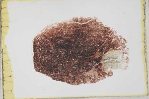 Plane Polarized, S34395