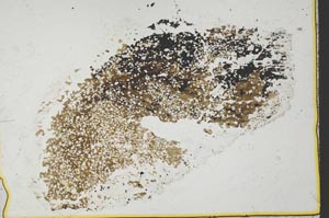 Plane Polarized, S34409