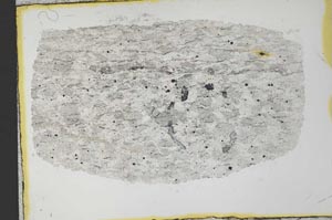 Plane Polarized, S34427