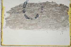 Plane Polarized, S34431