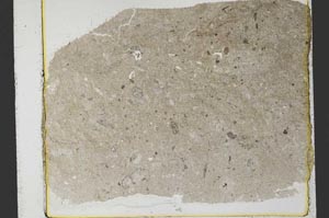 Plane Polarized, S34442