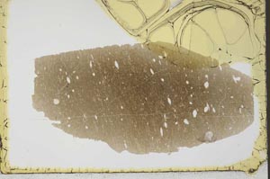 Plane Polarized, S34449