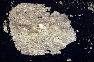 Cross Polarized, S34455