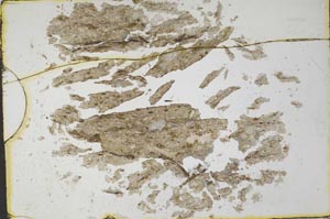 Plane Polarized, S34495