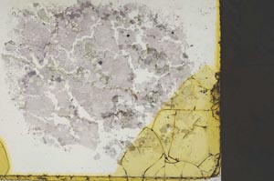 Plane Polarized, S34504