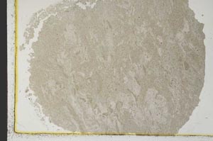 Plane Polarized, S34527/A