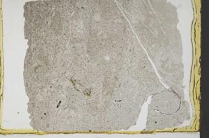 Plane Polarized, S34535