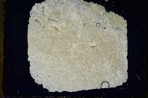 Cross Polarized, S34549