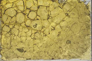 Plane Polarized, S34564