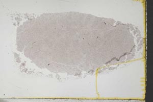 Plane Polarized, S34566/A