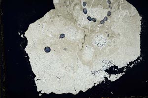 Cross Polarized, S34654