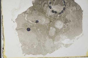 Plane Polarized, S34654