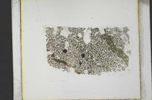 Plane Polarized, S34742