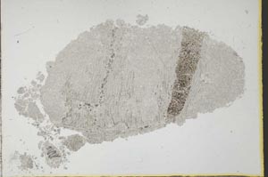 Plane Polarized, S34822