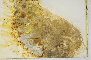 Plane Polarized, S34840/A