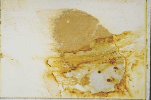 Plane Polarized, S34845/B