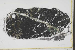 Plane Polarized, S34871