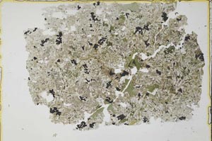 Plane Polarized, S34889