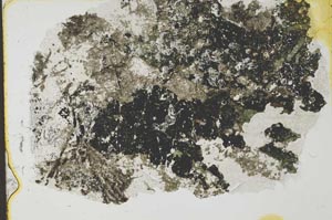 Plane Polarized, S34907