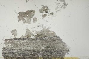 Plane Polarized, S34929