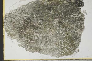 Plane Polarized, S34961