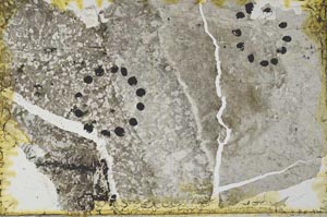 Plane Polarized, S34966