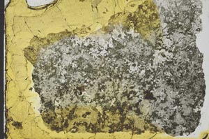 Plane Polarized, S34974