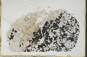 Plane Polarized, S34976