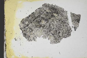 Plane Polarized, S34998