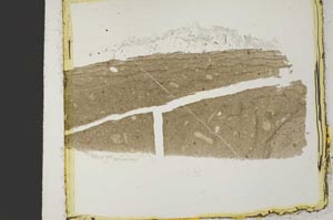 Plane Polarized, S35063