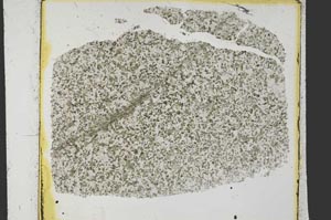 Plane Polarized, S35130